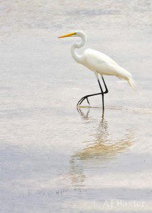 San Pedro Belize  photographs