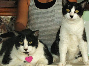 Saga Humane Society Belize