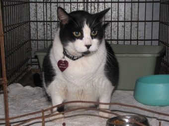 Saga Humane Society San Pedro town Ambergris Caye  Belize