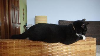 Basil the cat planking by tacogirl.com Ambergris today planking competition Belize