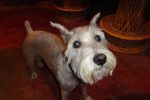 Doogie Schnauzer Ex-pat blogger tacogirl