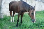 Horse I saw on my break from the poker room POker in Belize