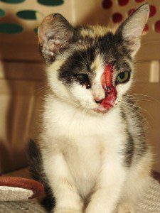 San Pedro Belize Humane Society