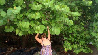 Land for sale Ambergris Caye Belize