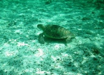 Sea turtle underwater universe marine life