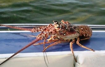 Spiny Lobster Belize seafood Seaduced by Belize tours