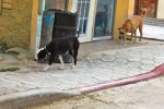 1. Bin dogs dog control act and belize humane society