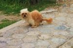 2. Pooping dog dog control act and belize law