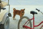 3. Street dog saga humane society san pedro belize