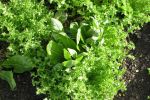 Lettuce redy for garden mix sol farms organic greens belize