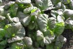 Red mustard - ready for harvest sol farms belize organic produce