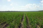 Sunn Hemp belize produce