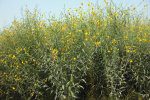 Sunn hemp used as a cover crop Belize Organic Produce