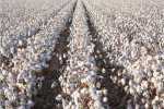 cotton field sol farms organice farming in belize