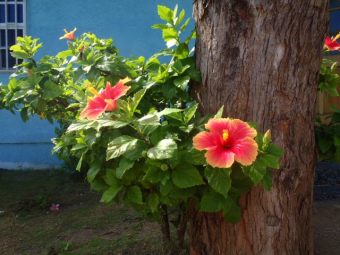 hibiscus flowers of belize