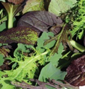Organic garden salad mix $3 for 1/2lb bag