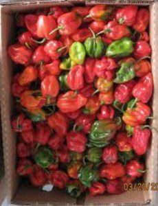 Habanero the pepper of Belize! HOT HOT HOT