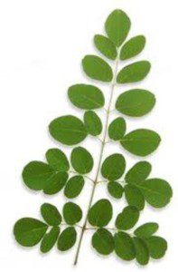 moringa leaf