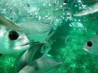 Hol Chan Marine Reserve