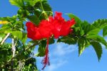 belize flowers