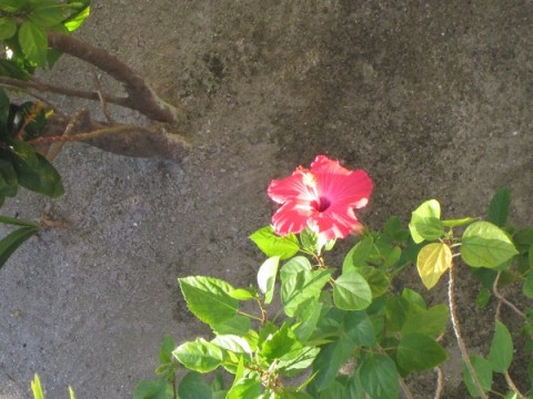 belize flowers