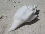 Horseshoe conch