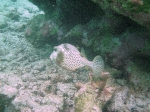 Snorkeling close to Exotic Caye BYC area