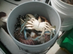 Bucket of Crabs